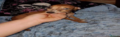 Raza Mixta Cachorro 4