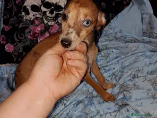 Raza Mixta perros Greyhuahua solo quedan los Merle y uno marrón - Anuncio 28
