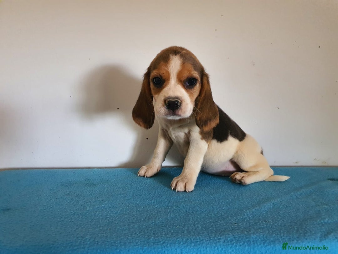 Beagle perros en venta: Beagles pura raza. Calidad y selección  - Imagen 1