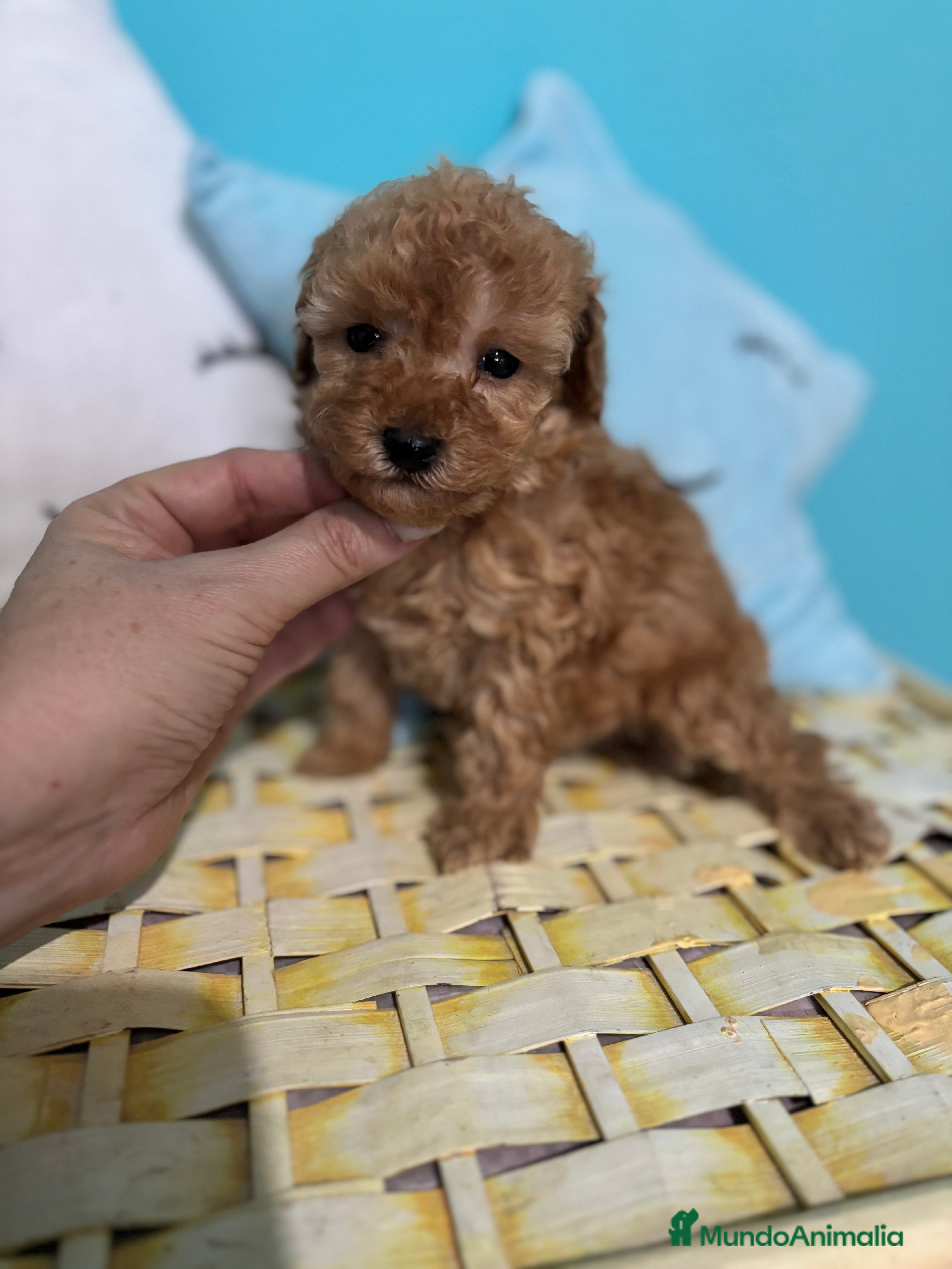 Caniche Toy perros  Caniche Toy Hembra Apricot  - Anuncio 29