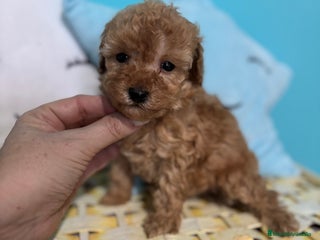 Caniche Toy perros Caniche Toy Hembra Apricot - Anuncio 2