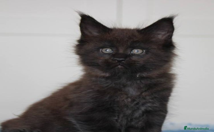 Maine Coon gatos - Anuncio 3