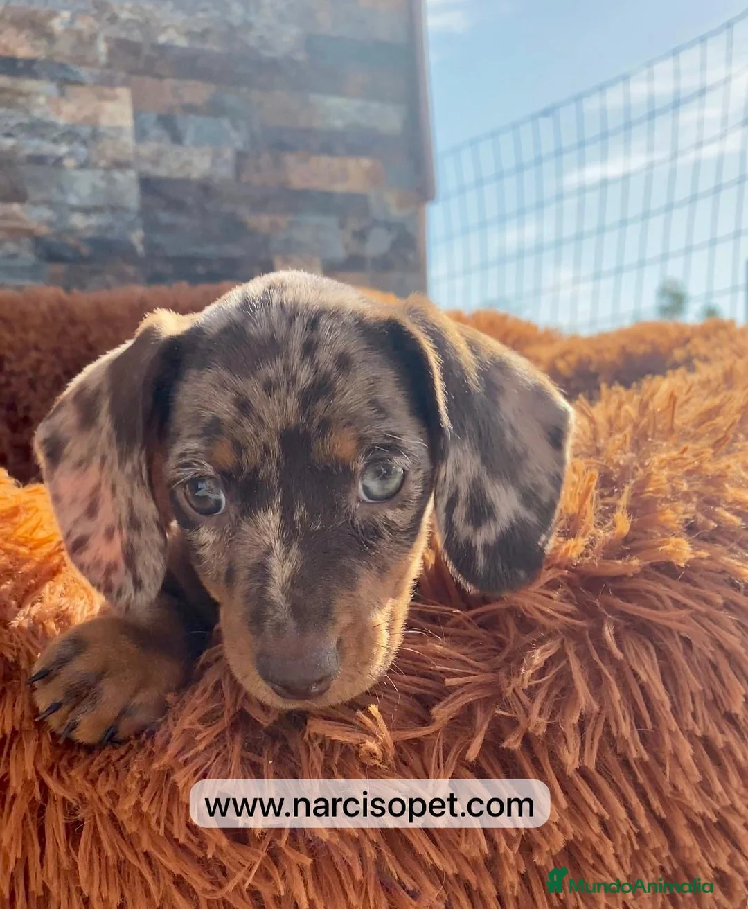 Pastor Alemán perros en venta: TECKEL ARLEQUIN HEMBRA - Anuncio 1