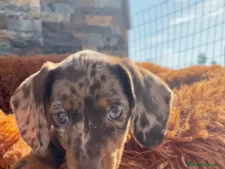 Pastor Alemán perros TECKEL ARLEQUIN HEMBRA - Anuncio 10