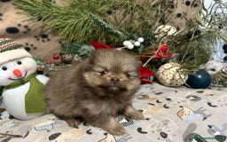 Pomerania perros en venta: CAMADA DE POMERANIA  - Imagen 3