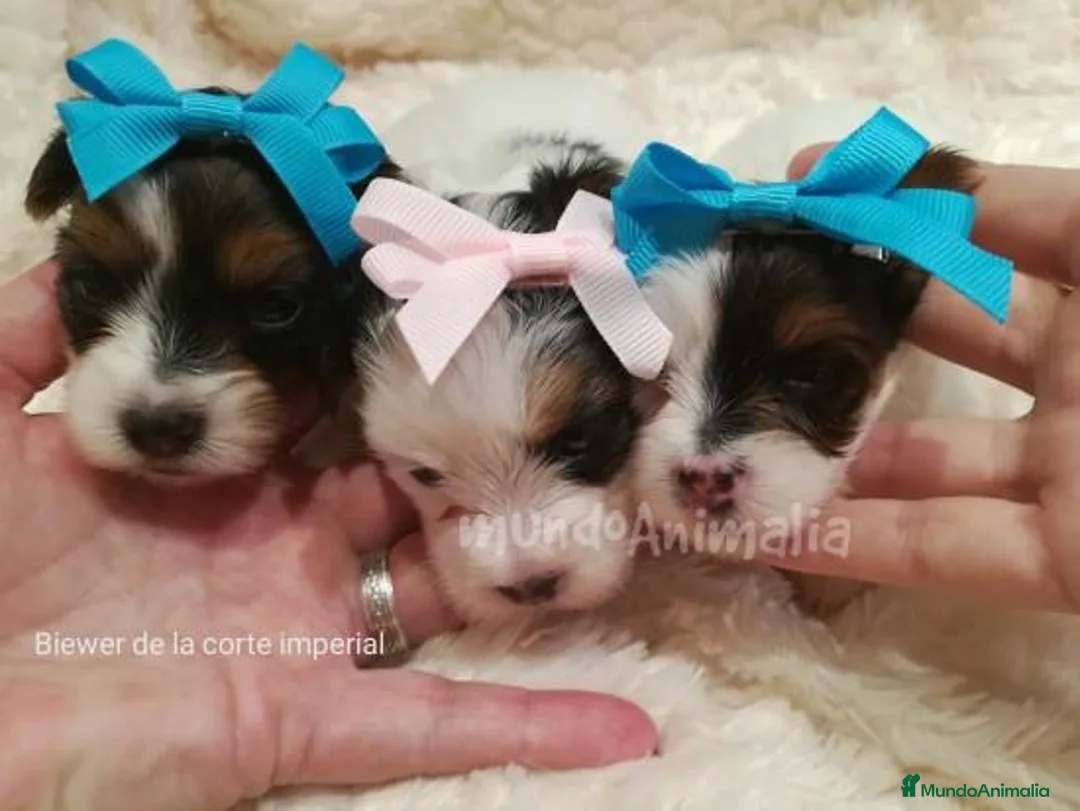 Imagen de galería {{count}}