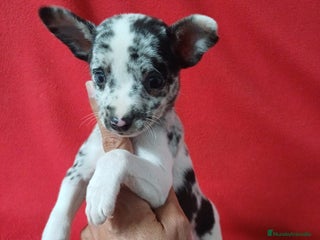 Chihuahua perros - Anuncio 6