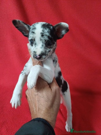 Chihuahua perros Chihuahua Arlequin - Anuncio 6
