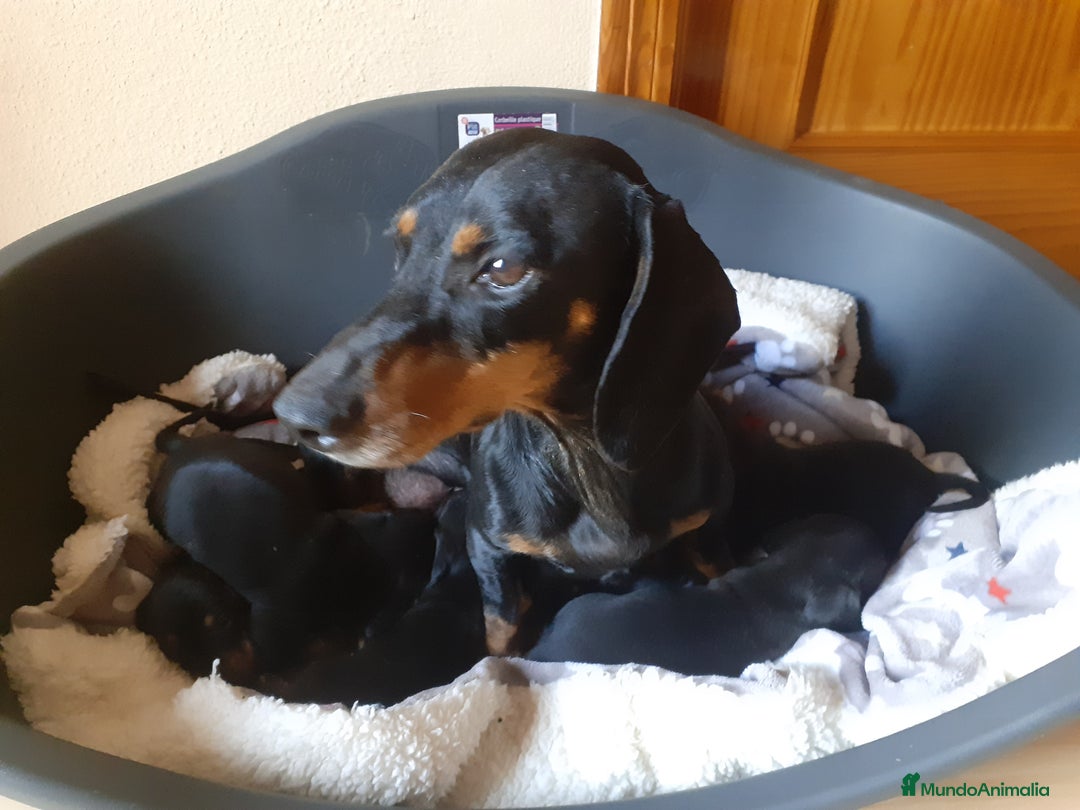 Teckel perros en venta: Preciosos TECKEL  - Imagen 9