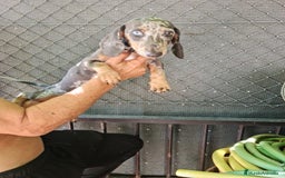 Teckel Miniatura perros en venta: Teckel macho mini arlequín  - Imagen 6