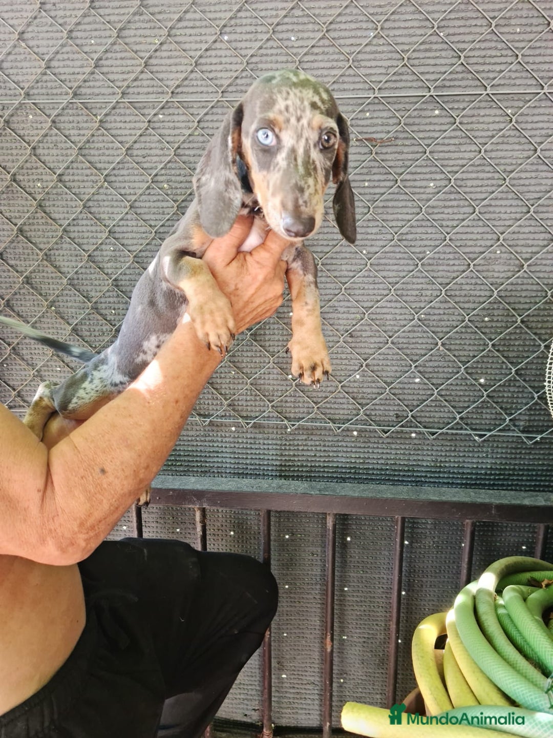 Teckel Miniatura perros en venta: Teckel macho mini arlequín  - Imagen 6