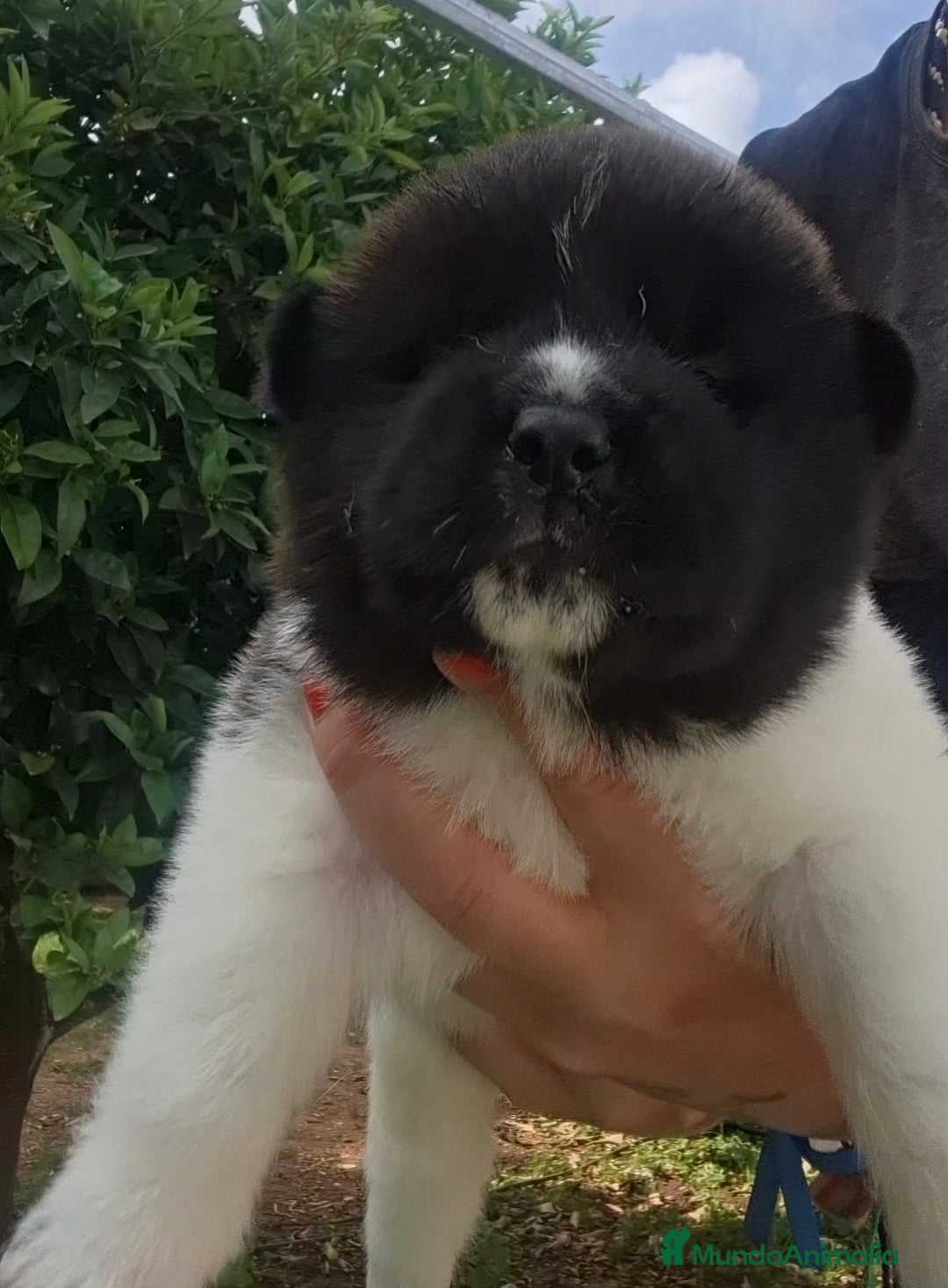 Akita Inu perros Akita Inu  - Anuncio 1