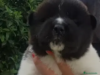 Akita Inu perros Akita Inu - Anuncio 32