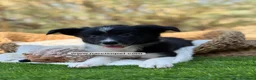 Border Collie perros en venta: BORDER COLLIE MACHO - Anuncio 7