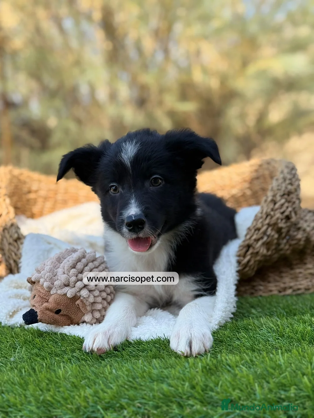 Border Collie perros en venta: BORDER COLLIE MACHO - Anuncio 7