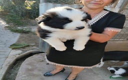 Border Collie perros en venta: BORDER COLLIE PURA RAZA  - Imagen 2