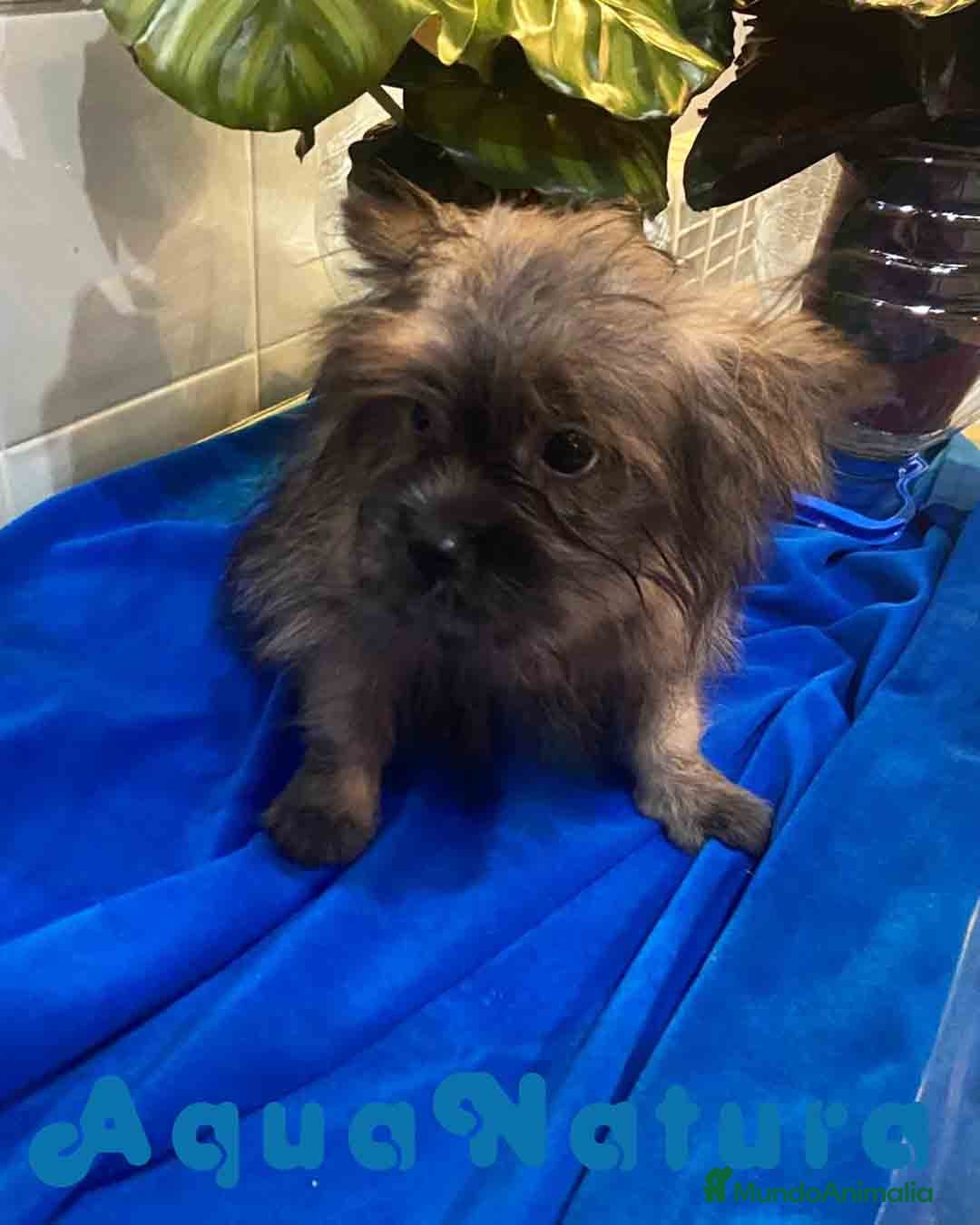 Raza Mixta perros en venta: Havapom Macho de Kyi Junior 4564 AQUANATURA - Anuncio 6