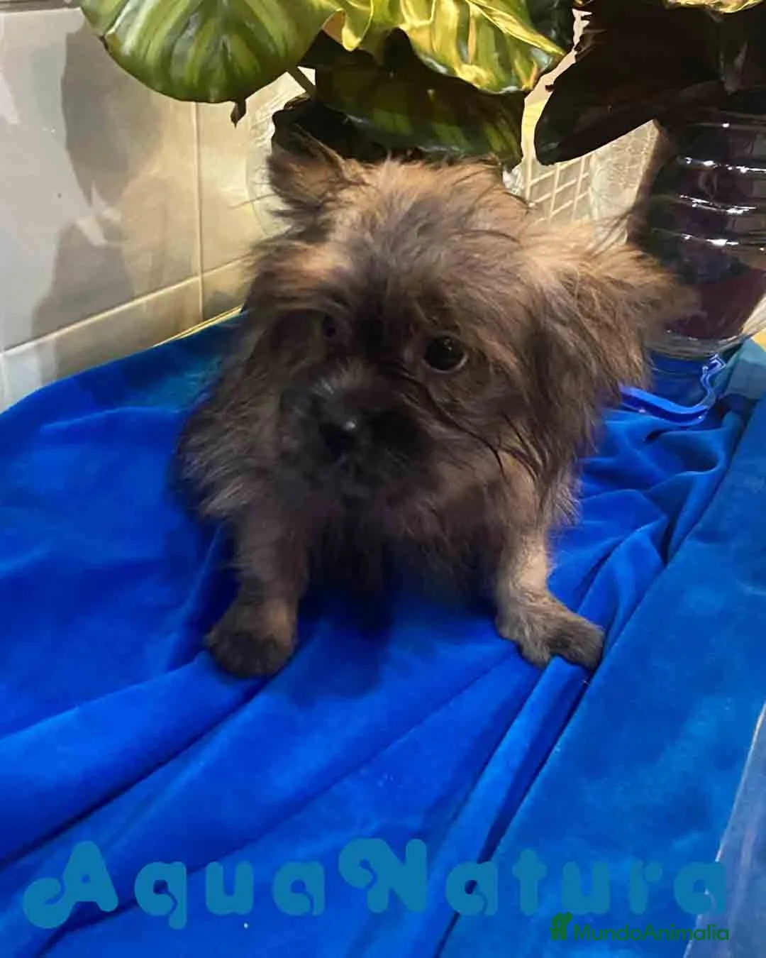 Raza Mixta perros en venta: Havapom Macho de Kyi Junior 4564 AQUANATURA - Anuncio 6