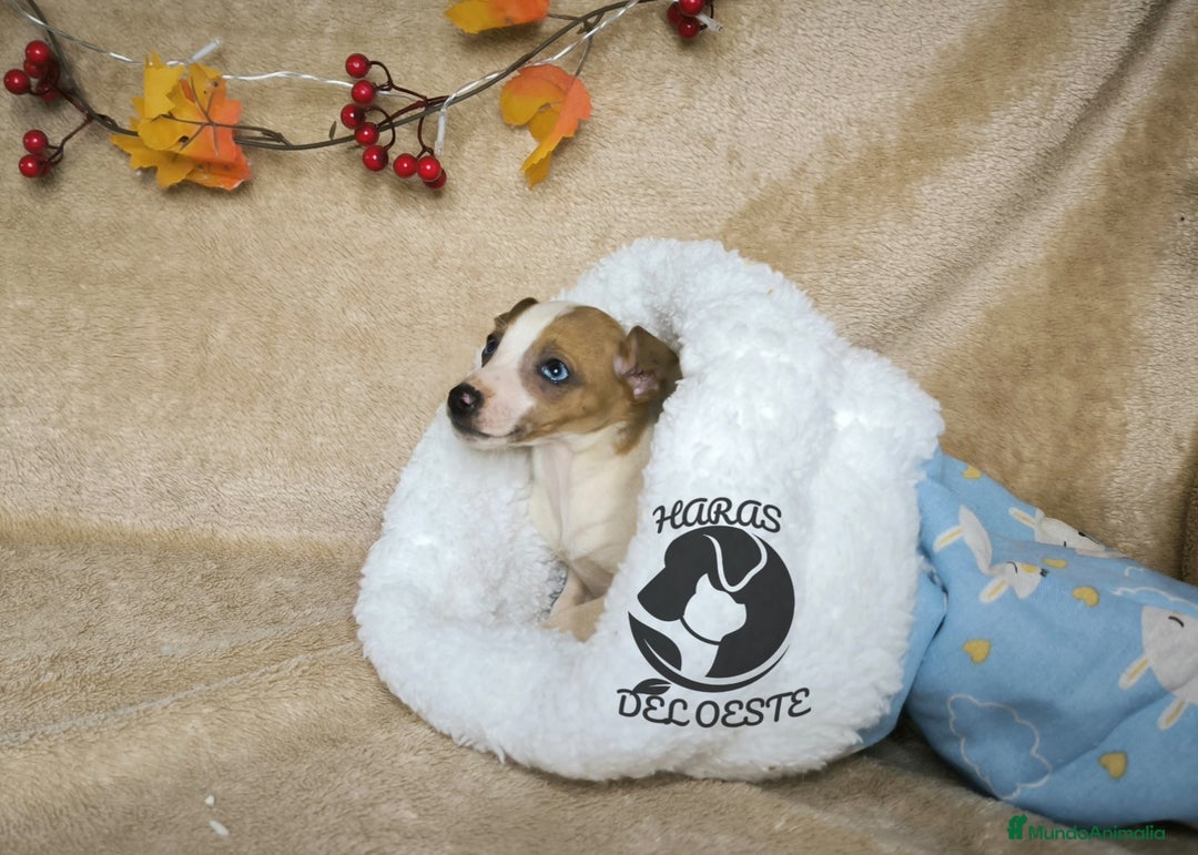 Pequeño Lebrel Italiano perros en venta: Piccolos  - Anuncio 6