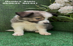 Border Collie perros en venta: BORDER COLLIE sable - Imagen 12