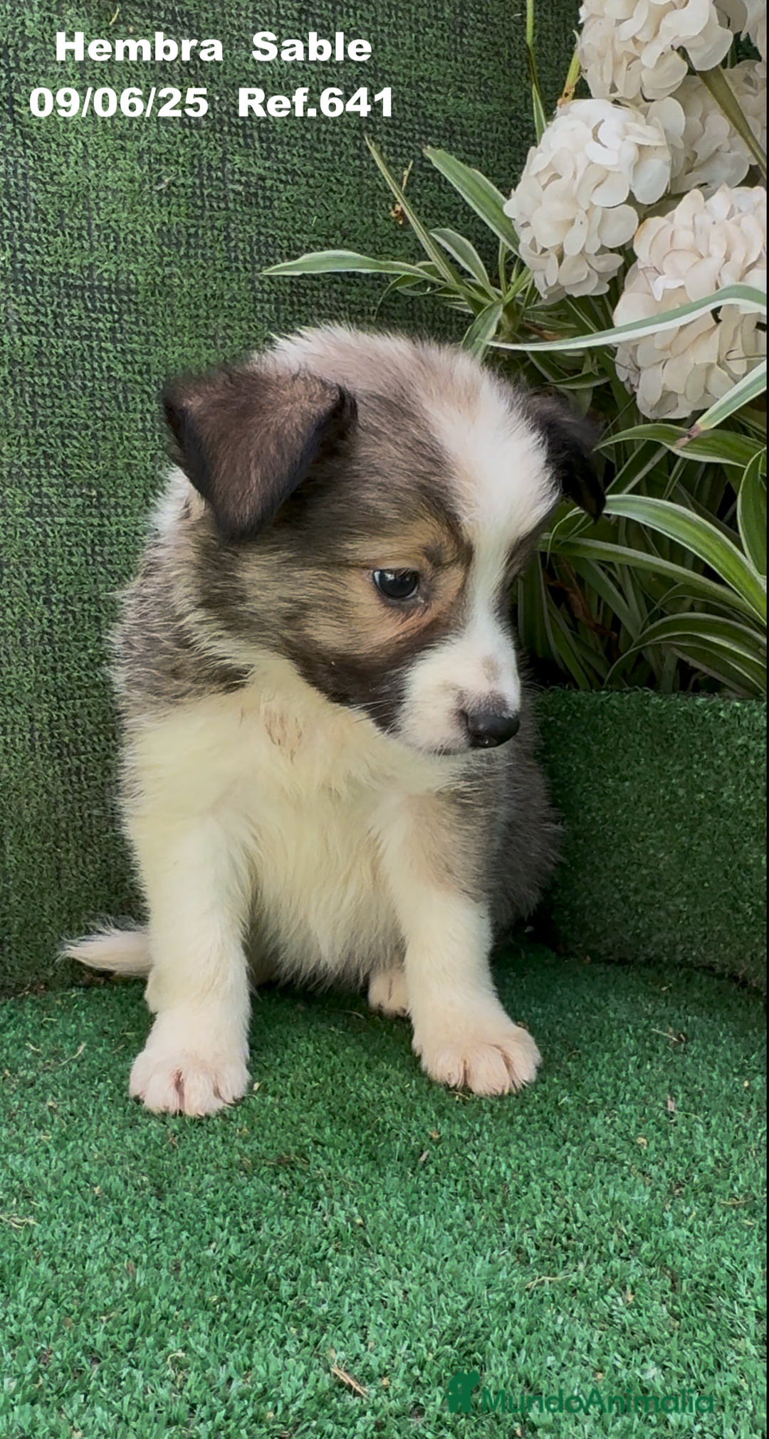 Border Collie perros en venta: BORDER COLLIE sable - Imagen 12