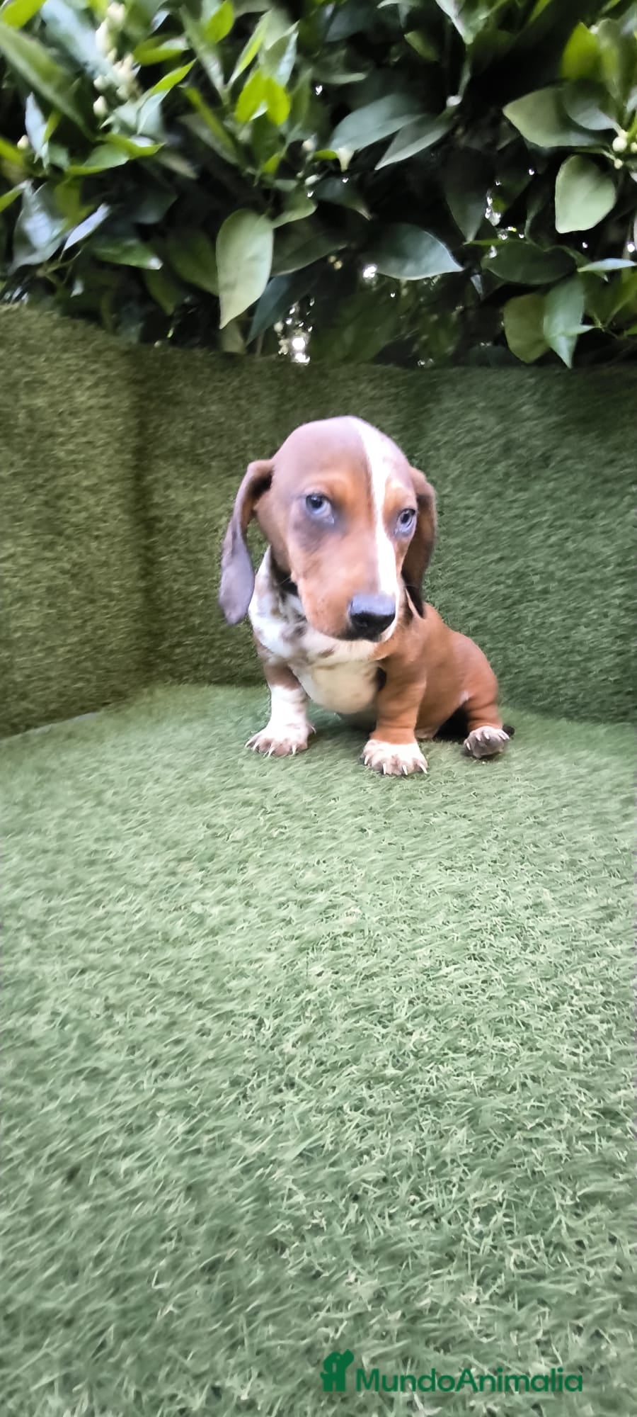 Teckel Miniatura perros teckel arlequin daple macho - Anuncio 2