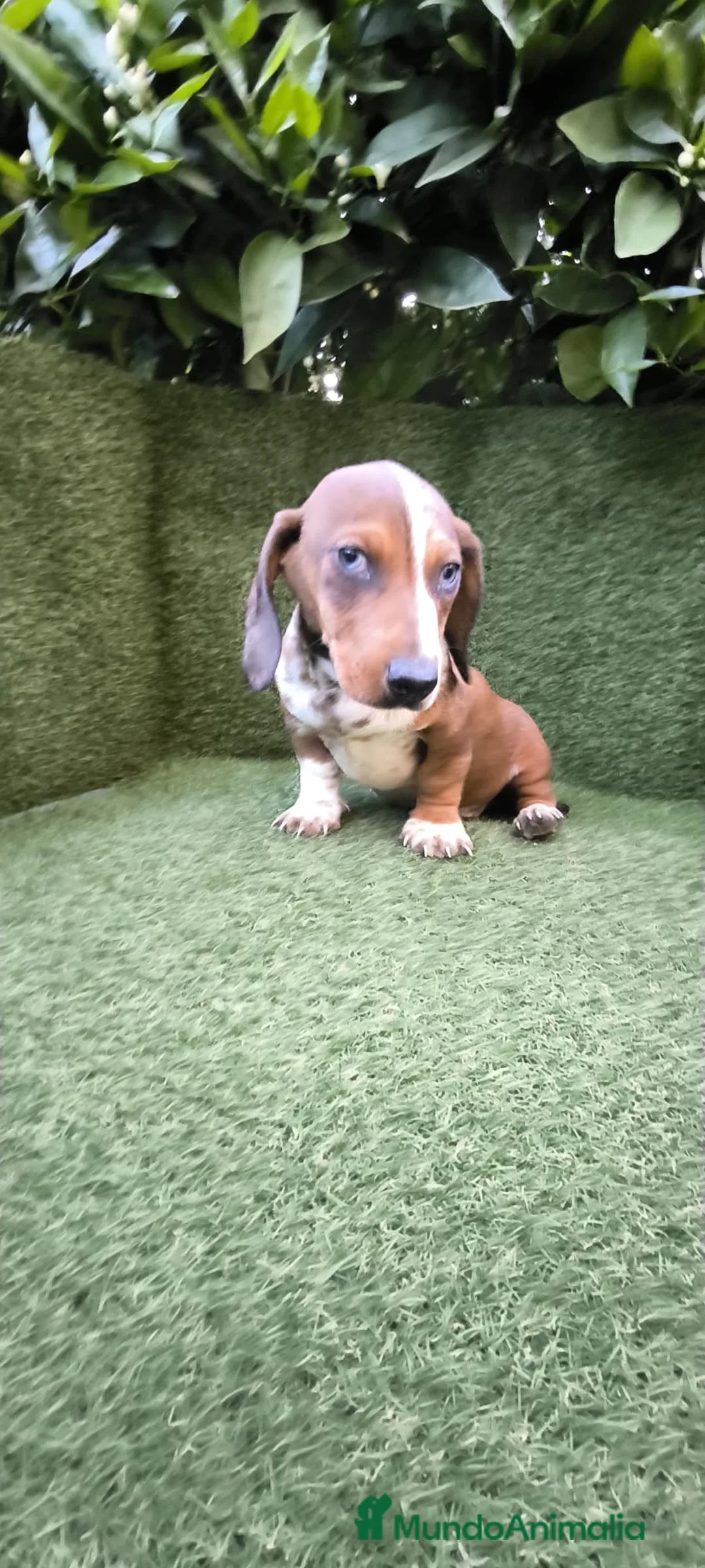 Teckel Miniatura perros en venta: teckel arlequin daple macho - Anuncio 1