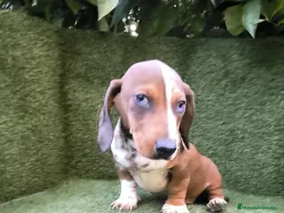 Teckel Miniatura perros teckel arlequin daple macho - Anuncio 2