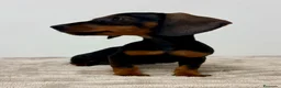 Teckel Miniatura perros en venta: Teckel miniatura - Anuncio 3