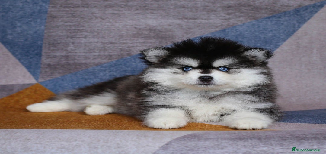 Imagen de galería {{count}}