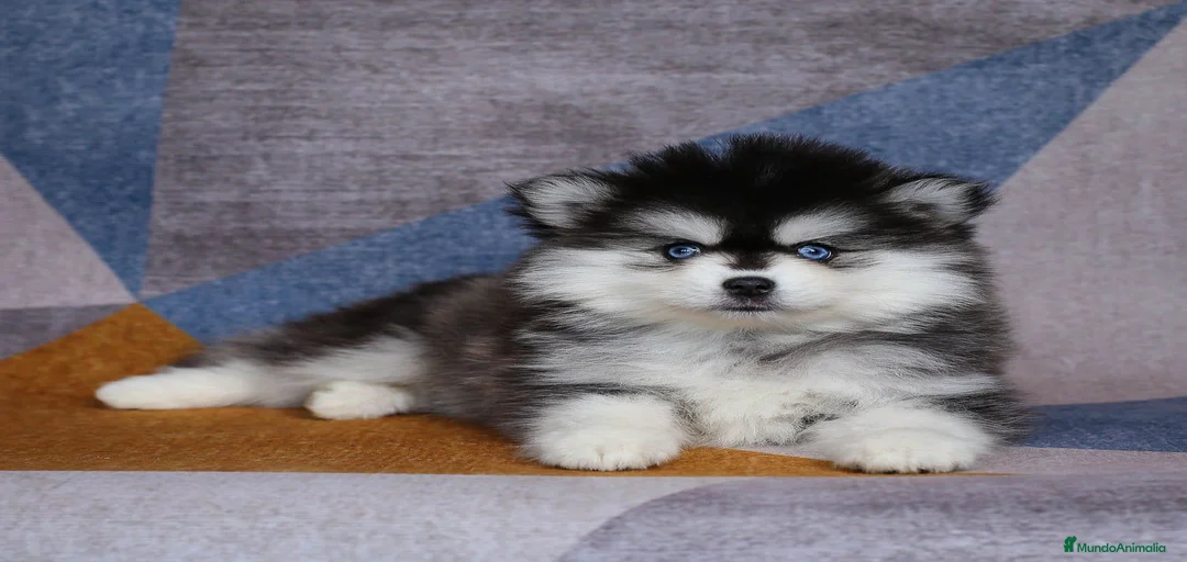 Imagen de galería {{count}}