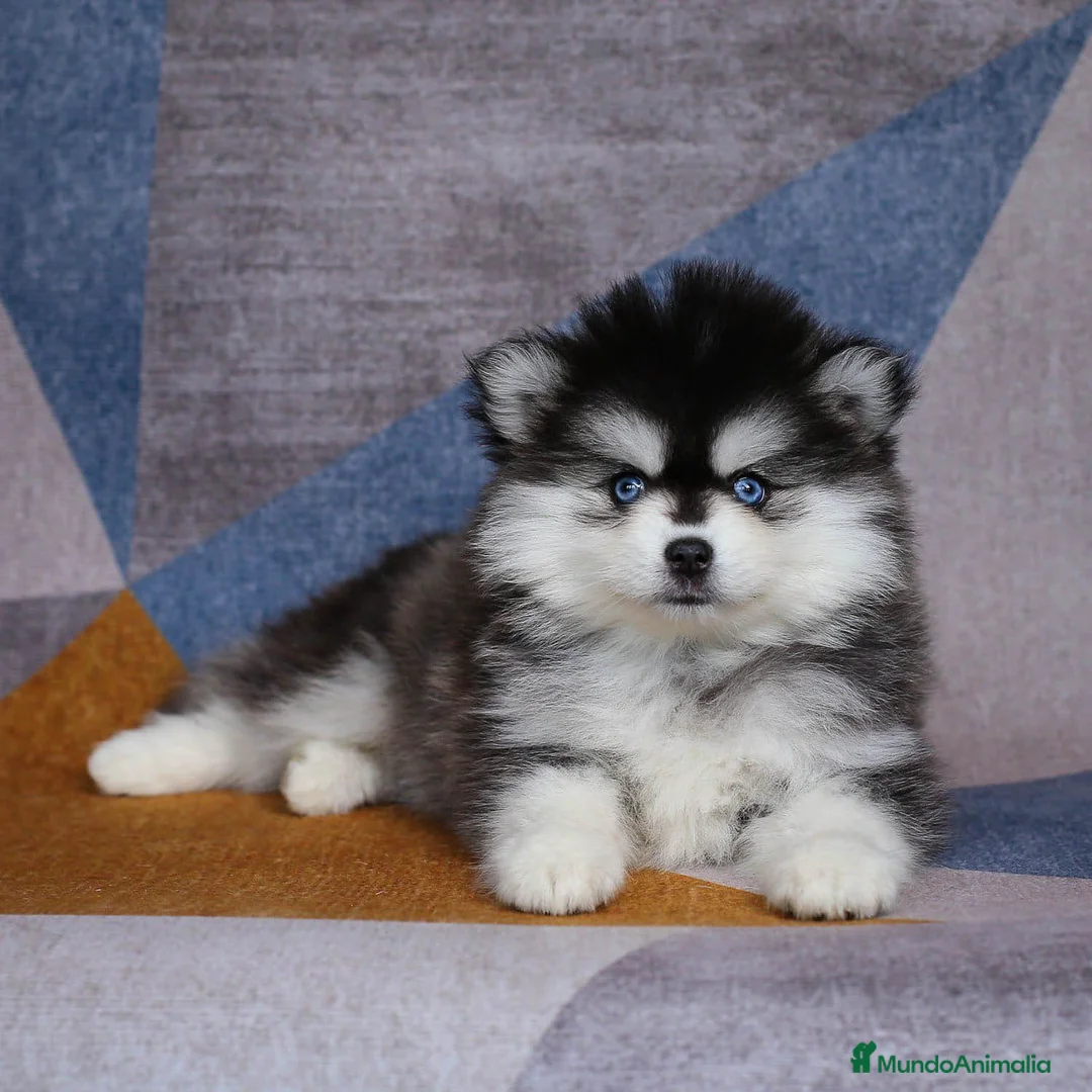 Imagen de galería {{count}}