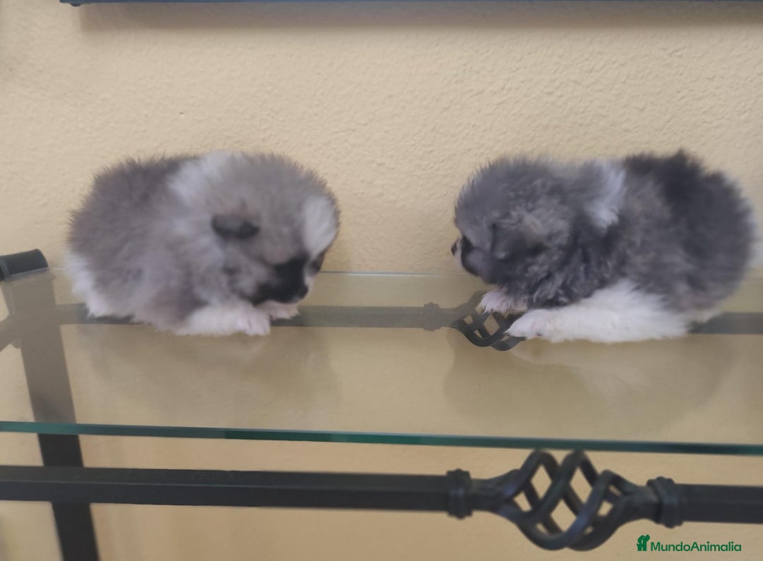Pomerania perros en venta: Pomerania  - Anuncio 4