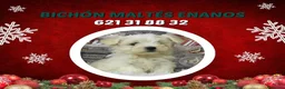 Bichón Maltés perros en venta: PRECIOSOS BICHON MALTES  LINEA TOY - Anuncio 19