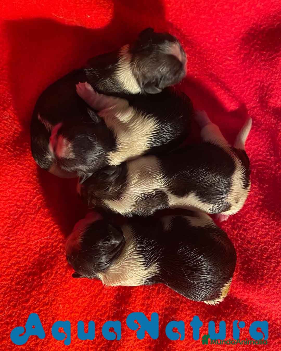 Shih Tzu perros Camada Shih Tzu de Ada y Newman AQUANATURA - Anuncio 1