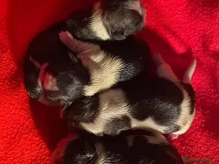 Shih Tzu perros Camada Shih Tzu de Ada y Newman AQUANATURA - Anuncio 1