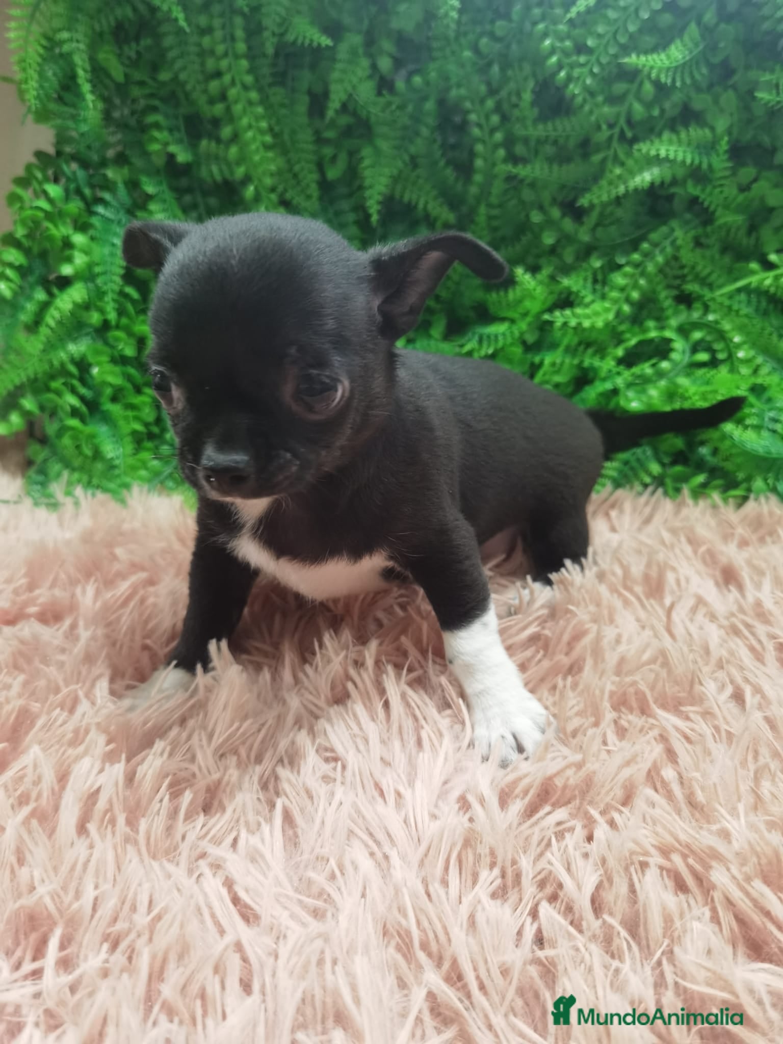 Chihuahua perros Chihuahua Toy  - Anuncio 23