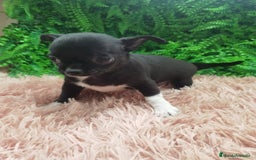 Chihuahua perros en venta: Chihuahua Toy  - Anuncio 1