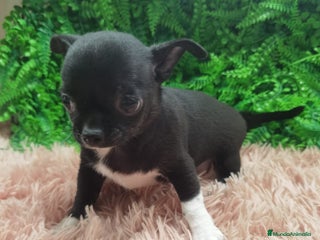 Chihuahua perros Chihuahua Toy - Anuncio 1