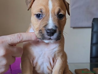 American Staffordshire-Terrier perros American Staffordshire Terrier - Anuncio 5