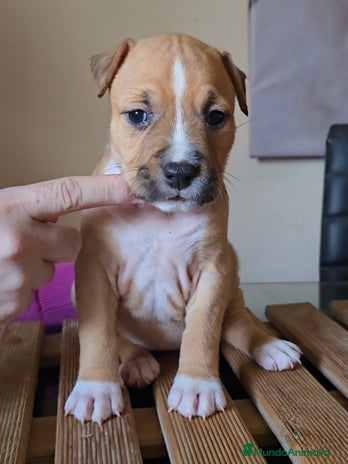 American Staffordshire-Terrier perros American Staffordshire Terrier - Anuncio 2