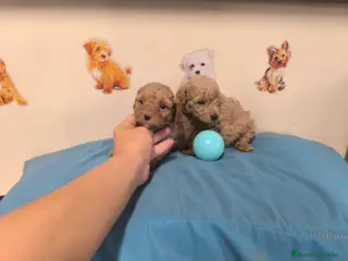 Caniche Toy perros Preciosos caniches en mallorca - Anuncio 8