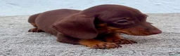 Teckel Miniatura perros en venta: Teckel chocolate kaninchen  - Anuncio 11