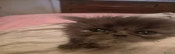 Persa gatos en venta: Gatos persas  - Anuncio 11