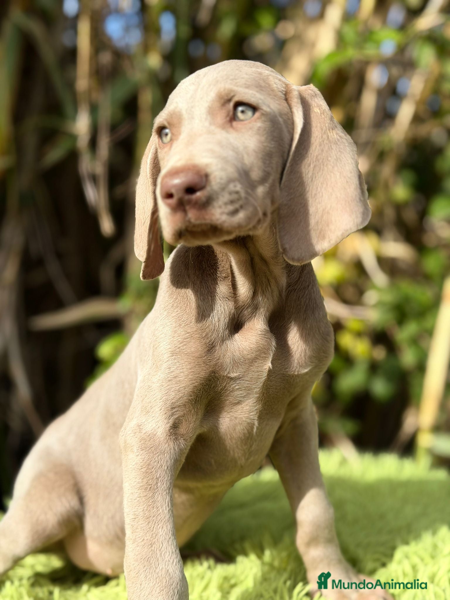 Weimaraner perros Braco de weimar, Weimaraner - Anuncio 2