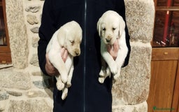 Labrador Retriever perros en venta: Labrador retriever  - Anuncio 6