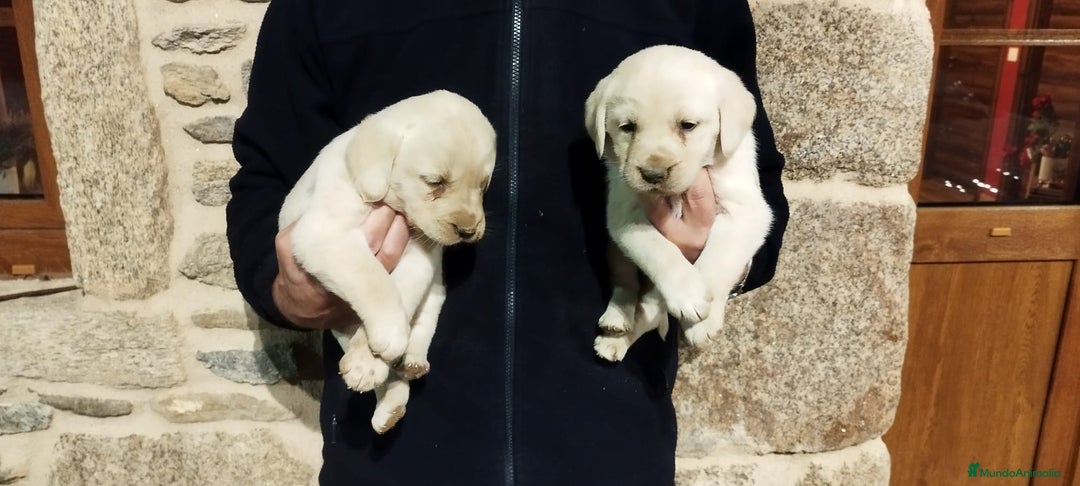 Labrador Retriever perros en venta: Labrador retriever  - Anuncio 6