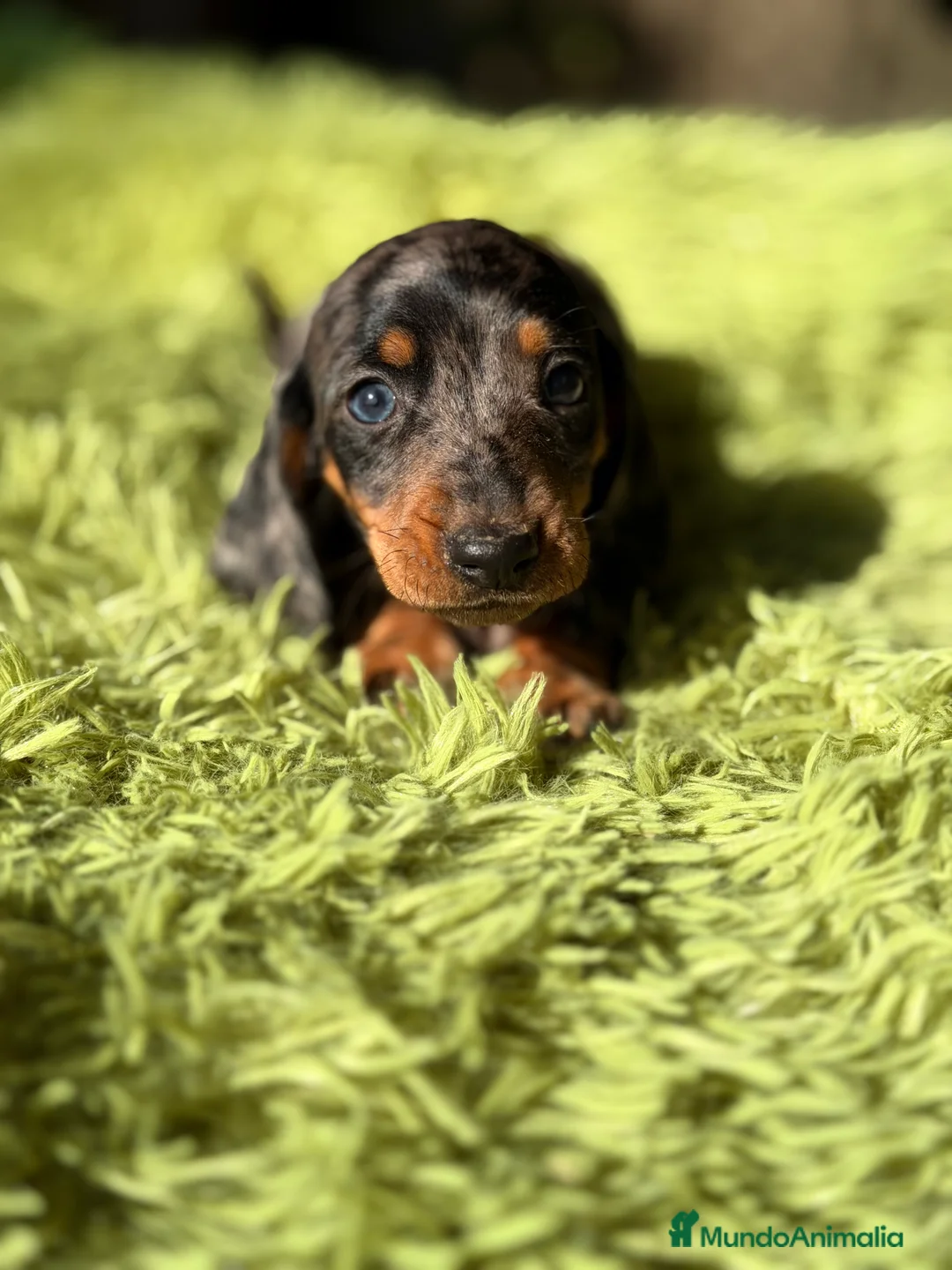 Teckel Miniatura perros en venta: Teckel Arlequin diminuto  - Anuncio 2