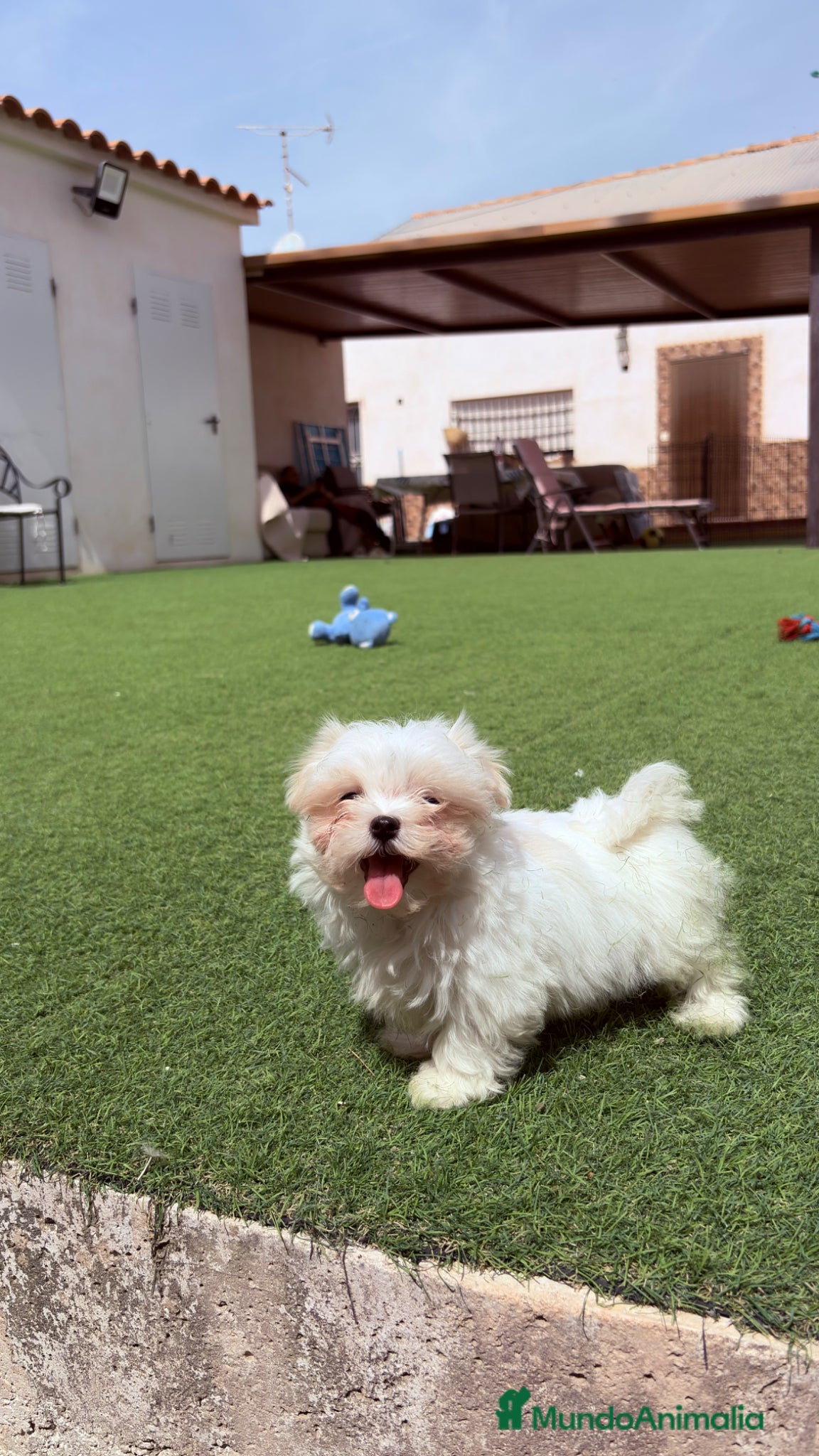 Bichón Maltés perros Bichon Maltés Coreano - Anuncio 1