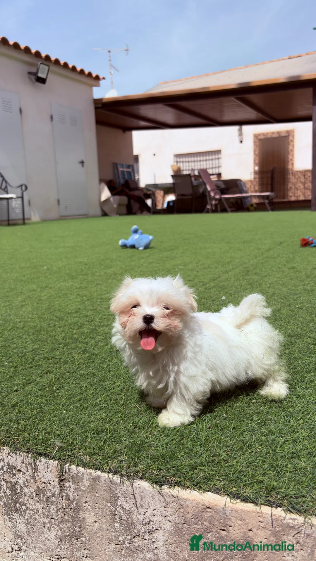 Bichón Maltés perros en venta: Bichon Maltés Coreano - Anuncio 1